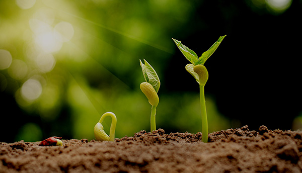 sprouting plant